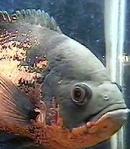 <i>Kolam di Belakang Rumah</i>